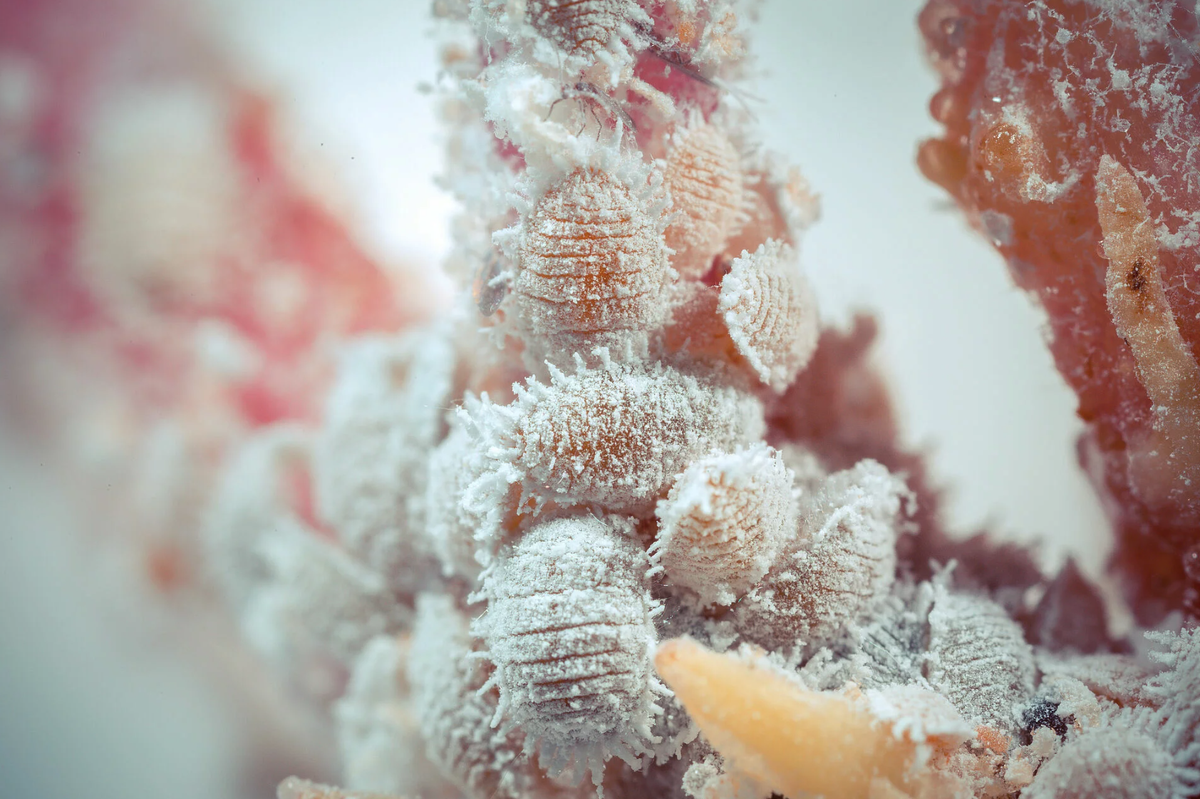 Mealybug