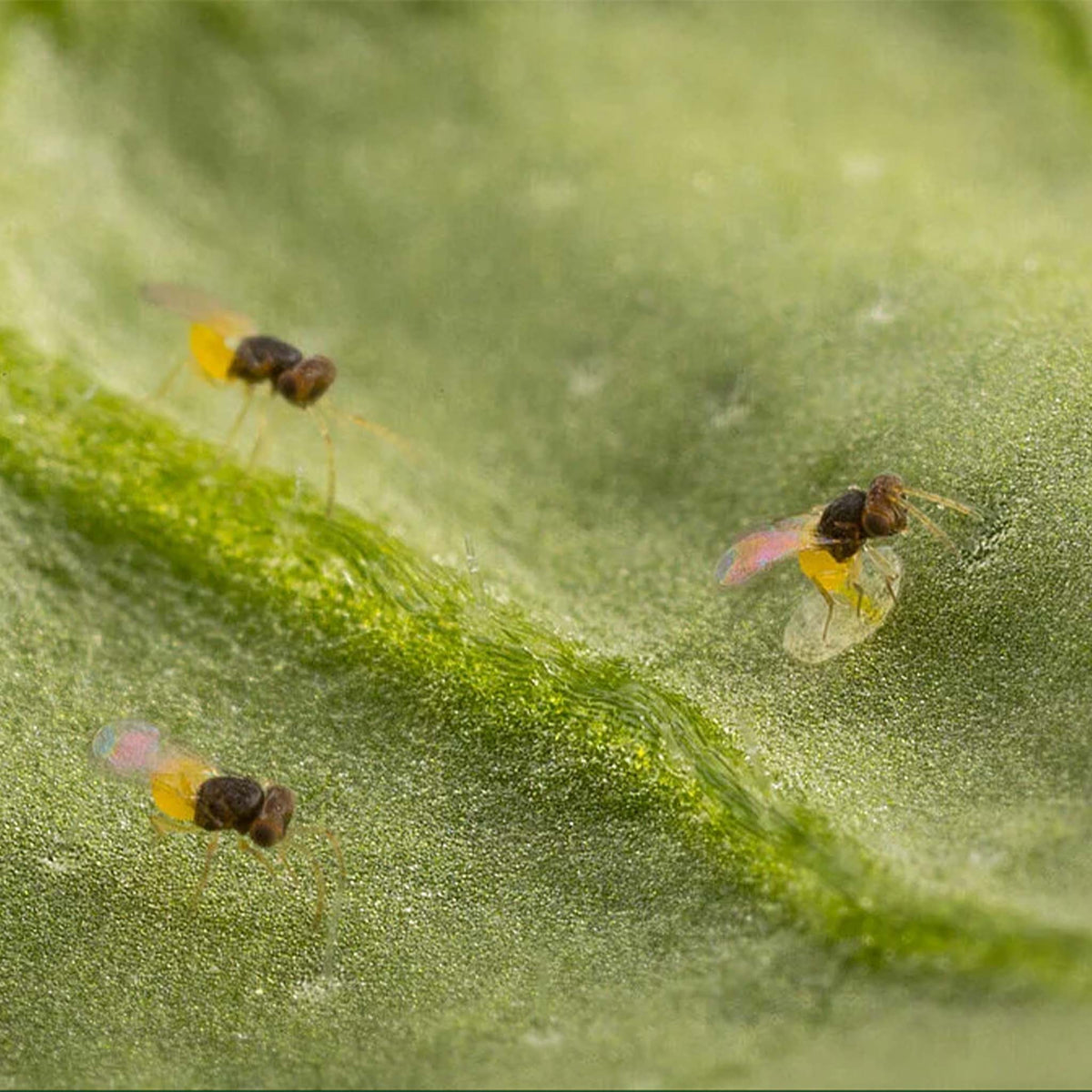 En-Strip 3,000 | Encarsia formosa Whitefly Biological Control