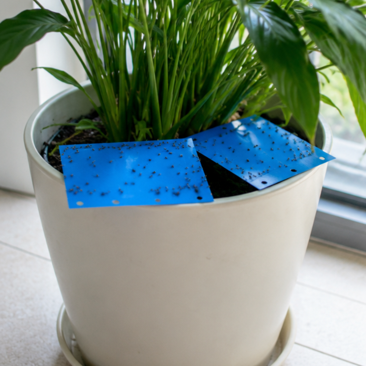 Horiver Wetstick Blue 40 x 25cm | Thrips Sticky Monitoring Trap