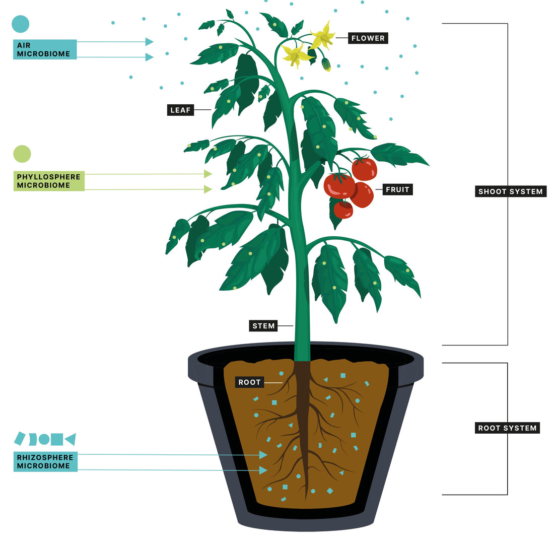 Diagram of a potted plant with labeled parts including roots, stem, leaves, flowers, and fruits.