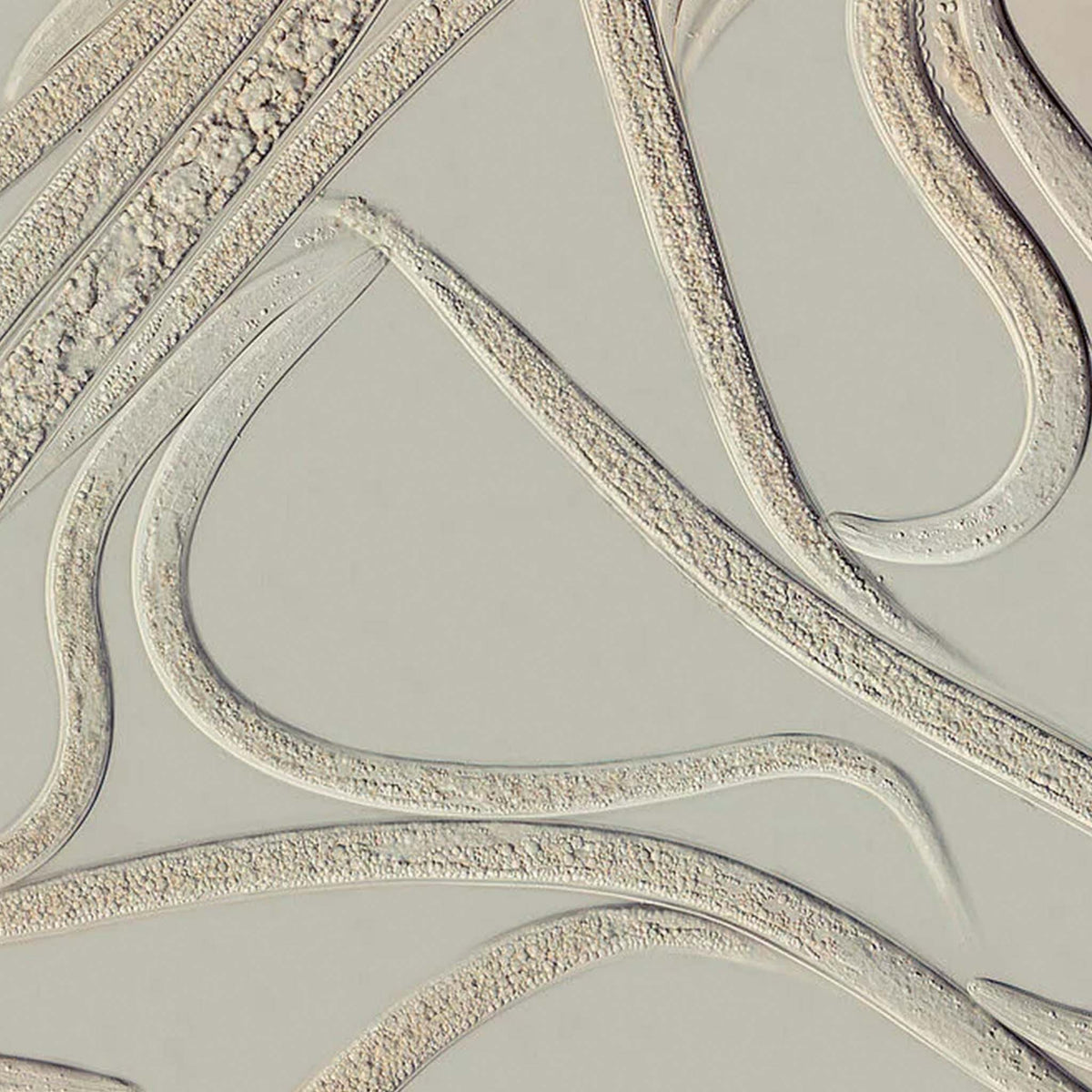Larvanem 1 x 50 million - Heterorhabditis bacteriophora | Vine Weevil Biological Control
