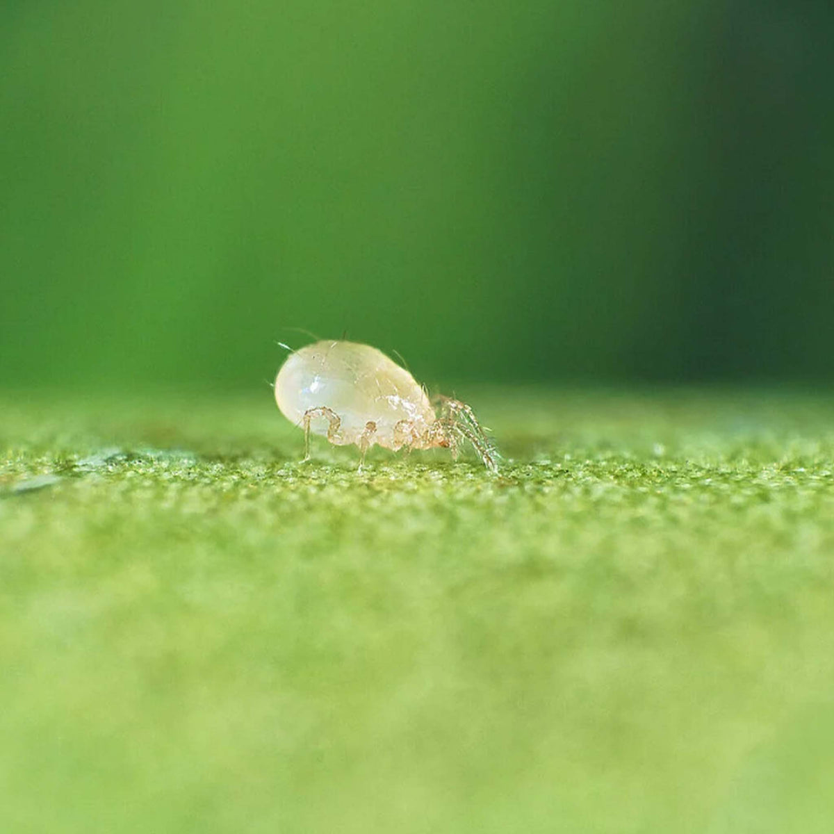 Thripex Vermiculite 50,000 1L | Neoseiulus cucumeris Thrips Control
