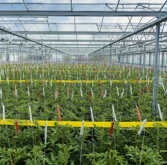 Horiver Yellow Rollertrap 15cm x 100m | Thrips & Whitefly Monitoring