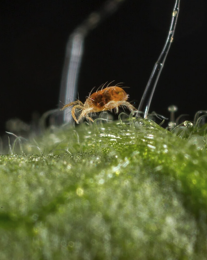 Spidermite