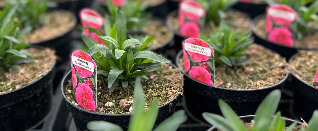 Row of potted plants with pink labels in a greenhouse setting