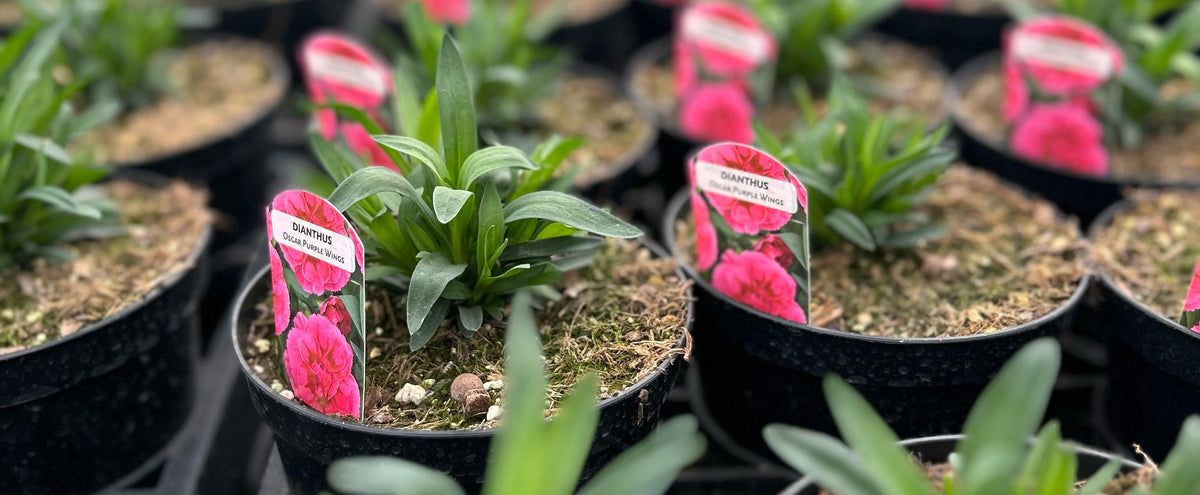 Row of potted plants with pink labels in a greenhouse setting