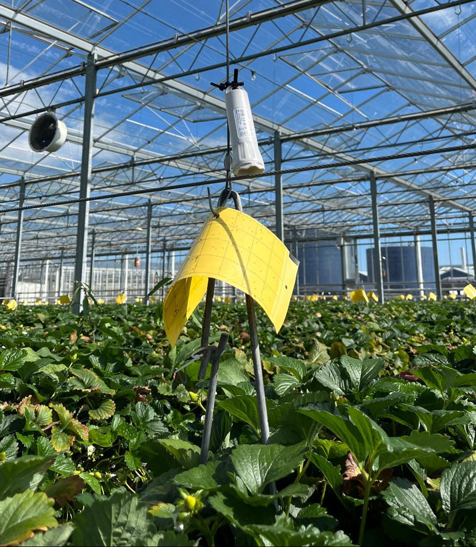 TRH Aranet Sensor