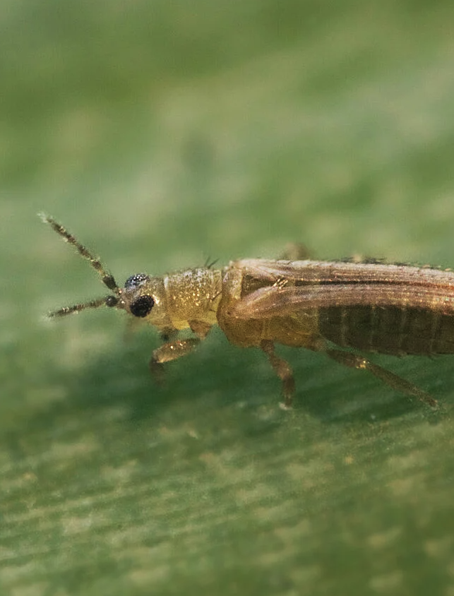Thrips