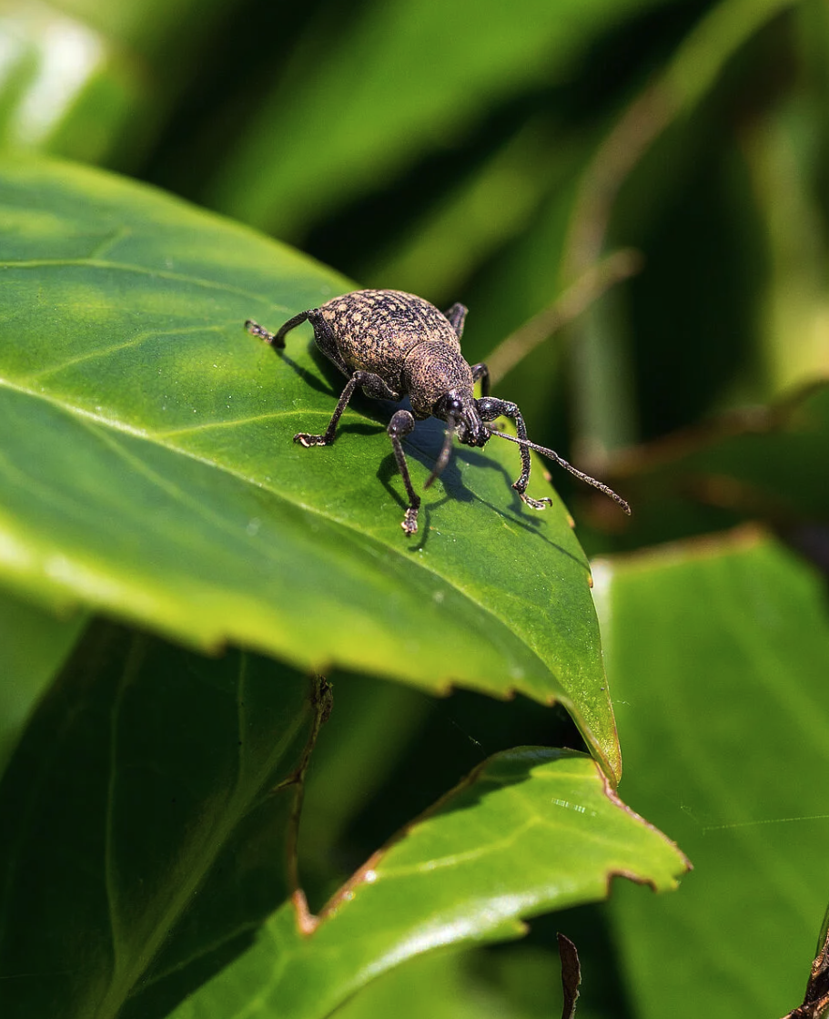 Vine Weevil