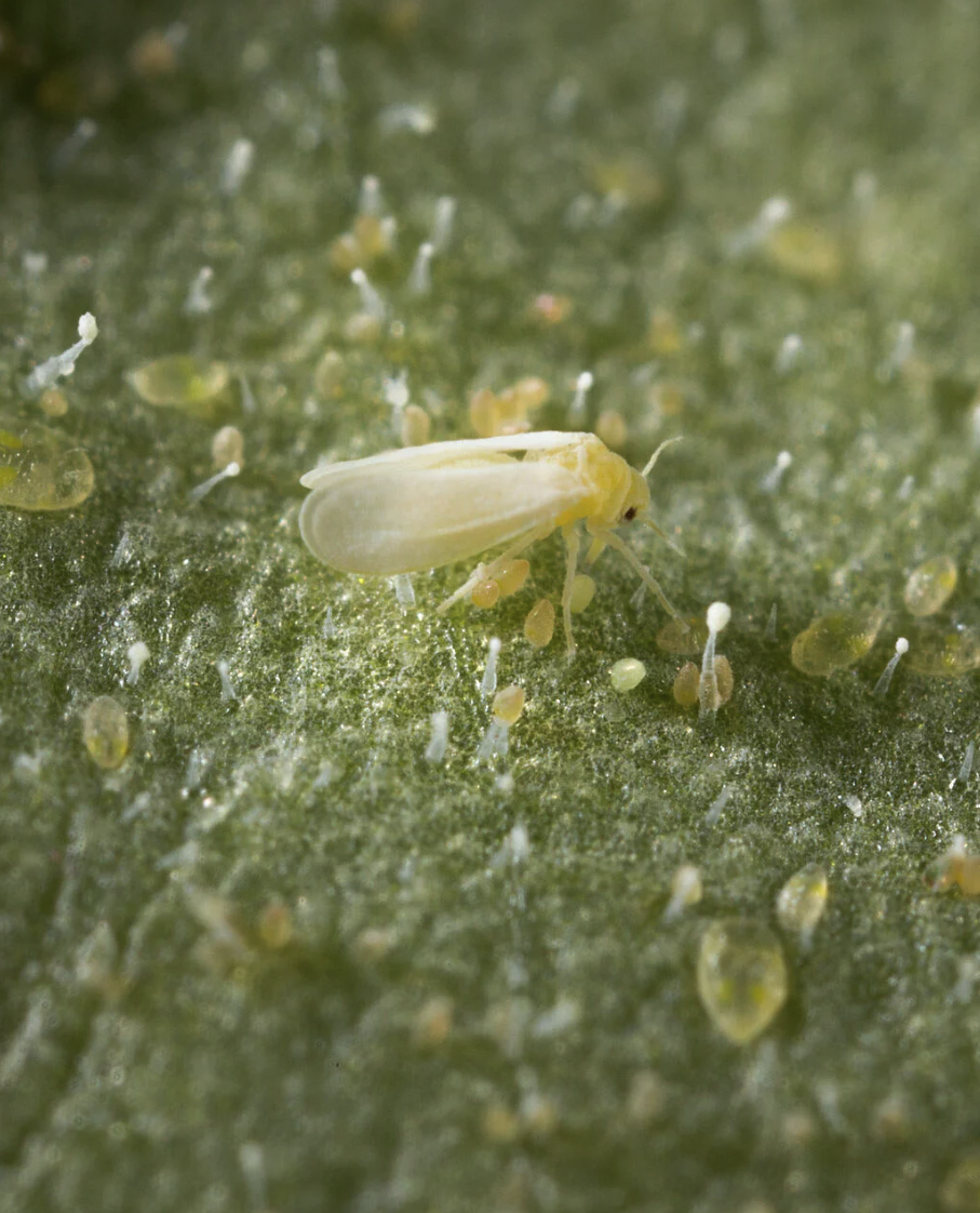 Whitefly