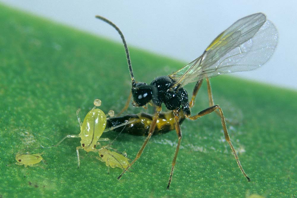 Take back control of your plants from aphids with the tactical use of biologicals