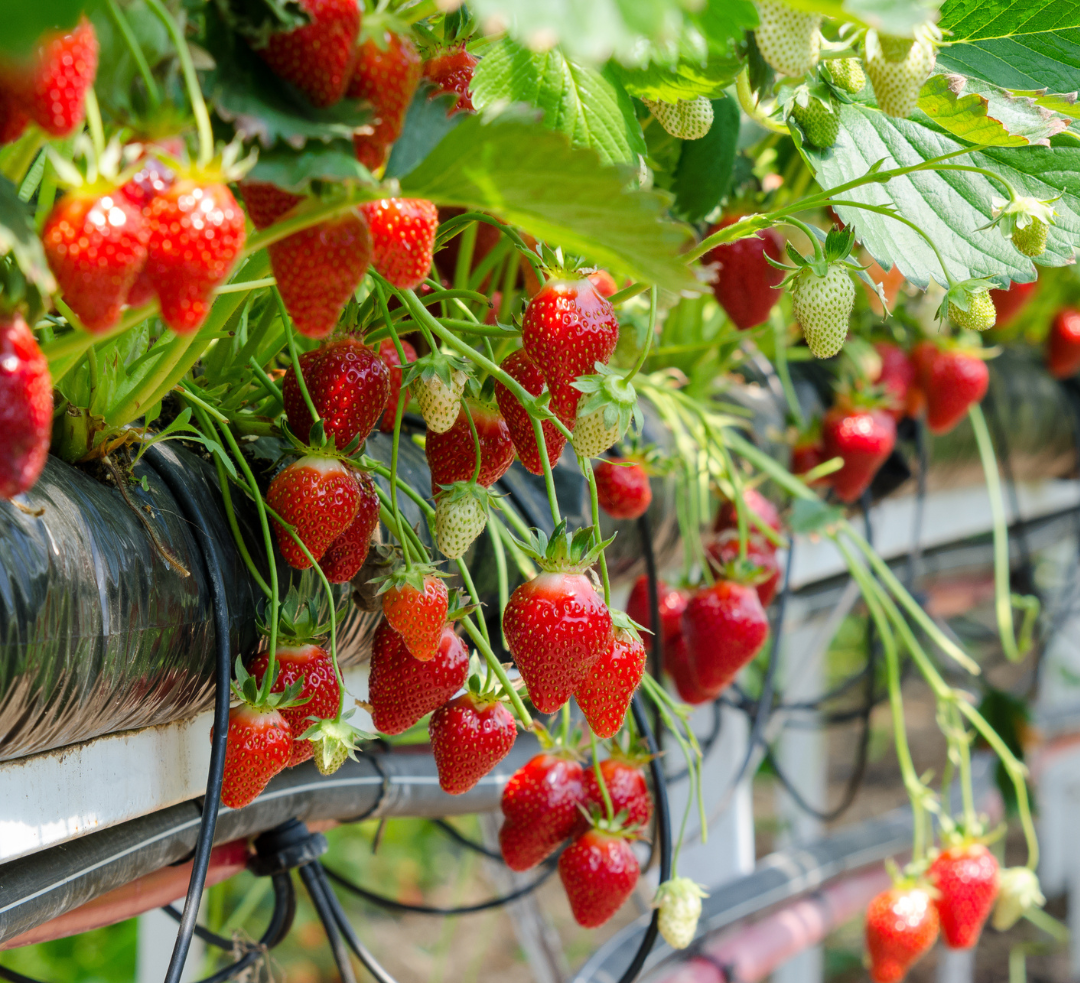 Plant Primers