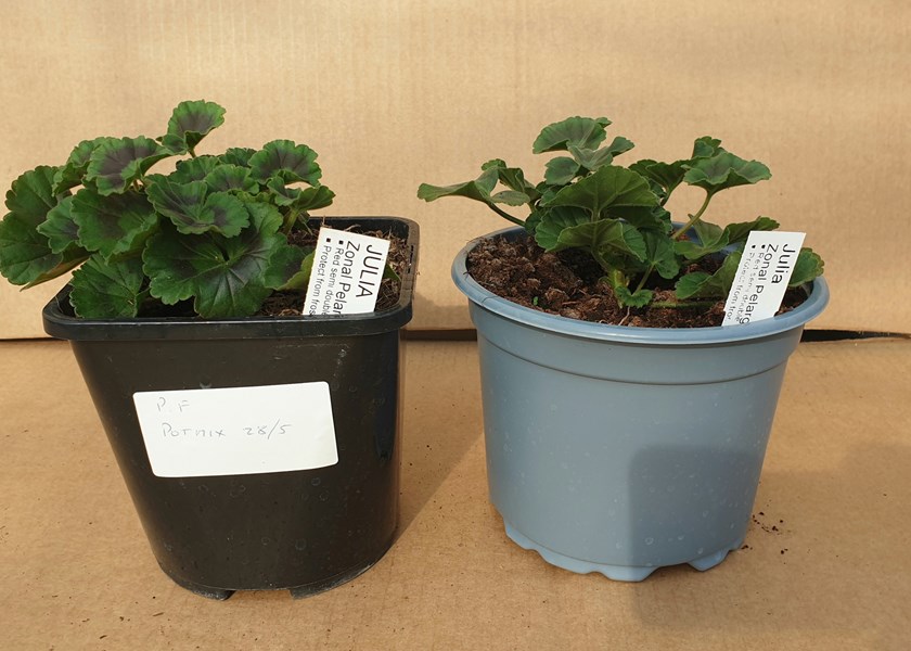 Image 12: The black pot on the left in image 12 shows plant grown in peat-free growing media (Jiffy Growing Media Pot Mix 2021 Peat Free) and the grey pot on the right shows plant grown in peat growing media.