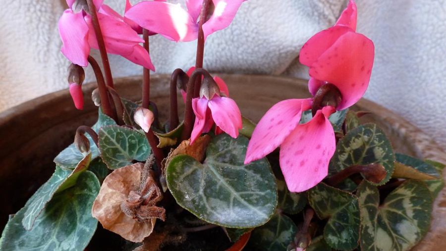 Keep your crops safe from Botrytis this winter