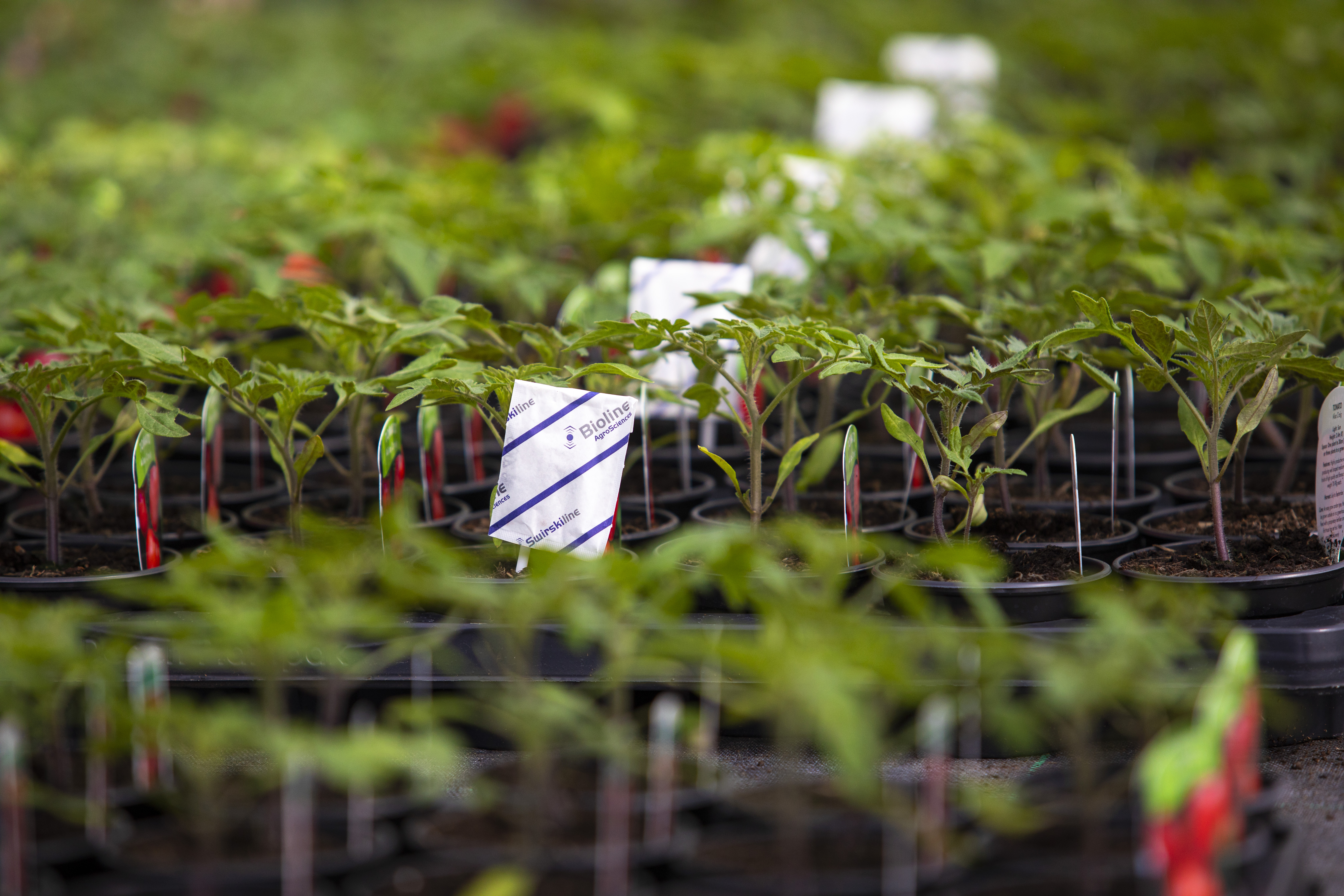 IPM support and advice