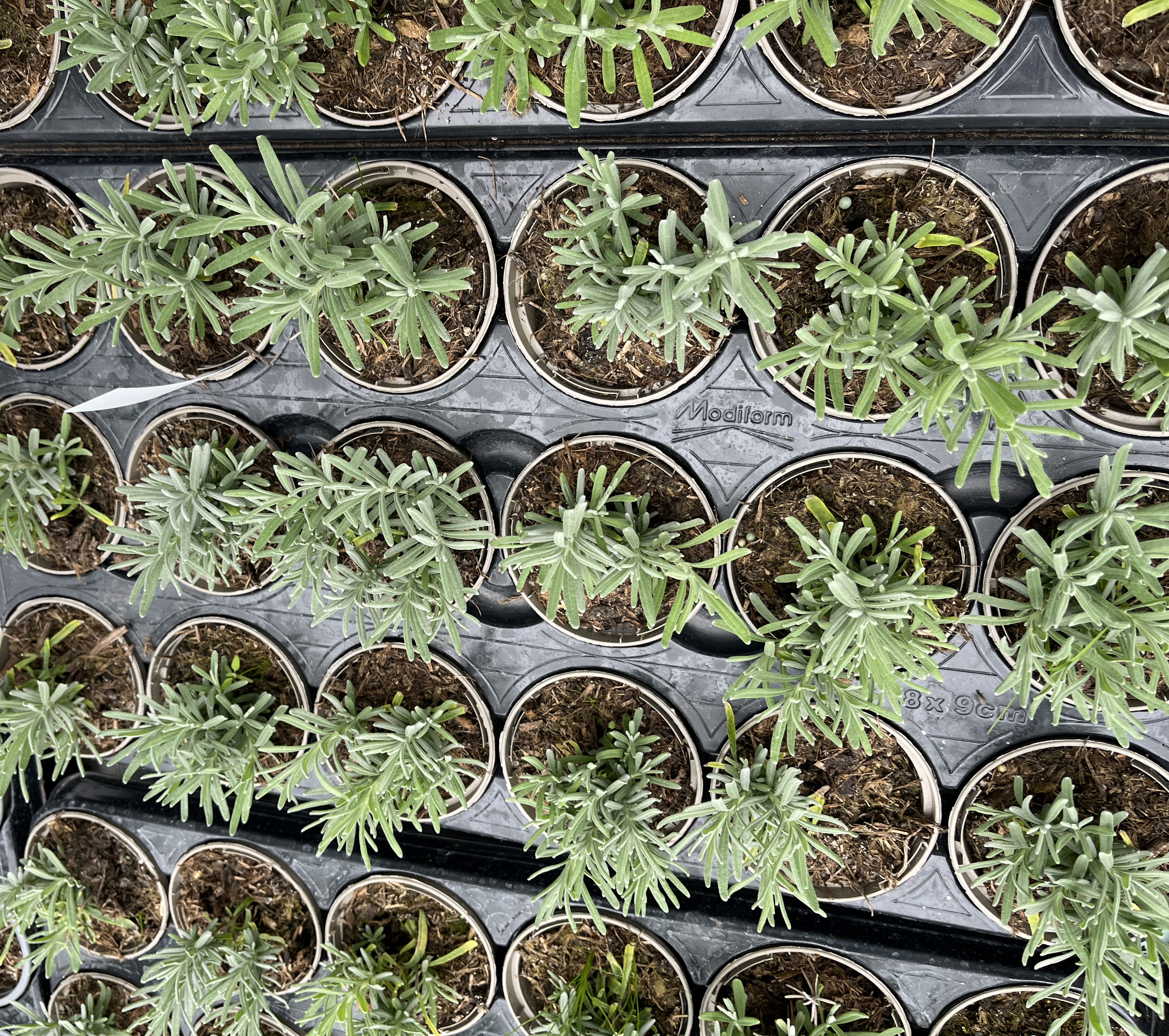 Holistic Growing (2)