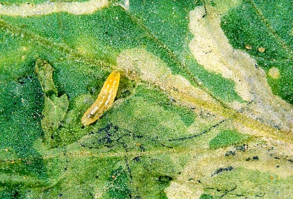 Leaf Miner (Liriomyza Spp.) (74143)