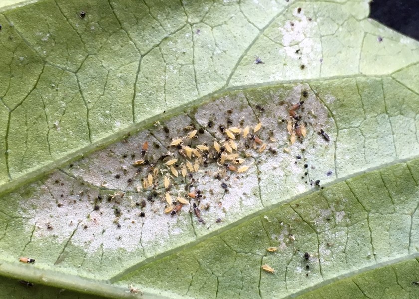 Thrips: Identification, Control, and Prevention