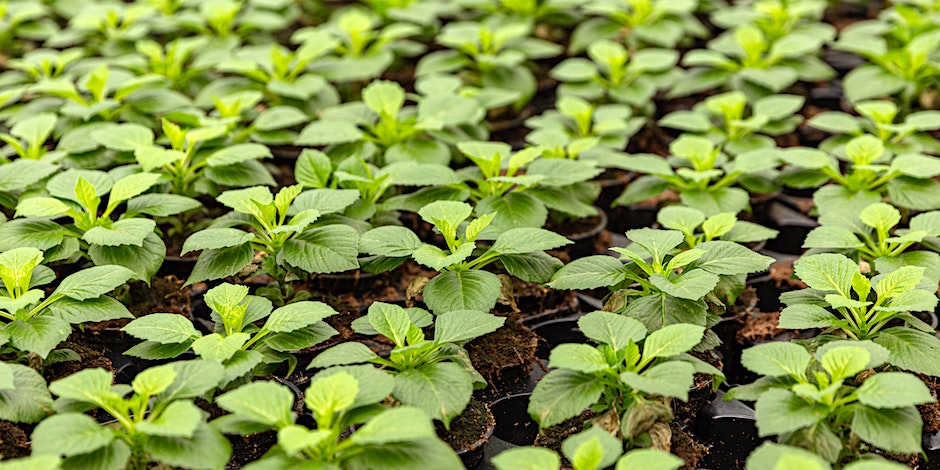 Holistic Growing Substrates & Nutrition