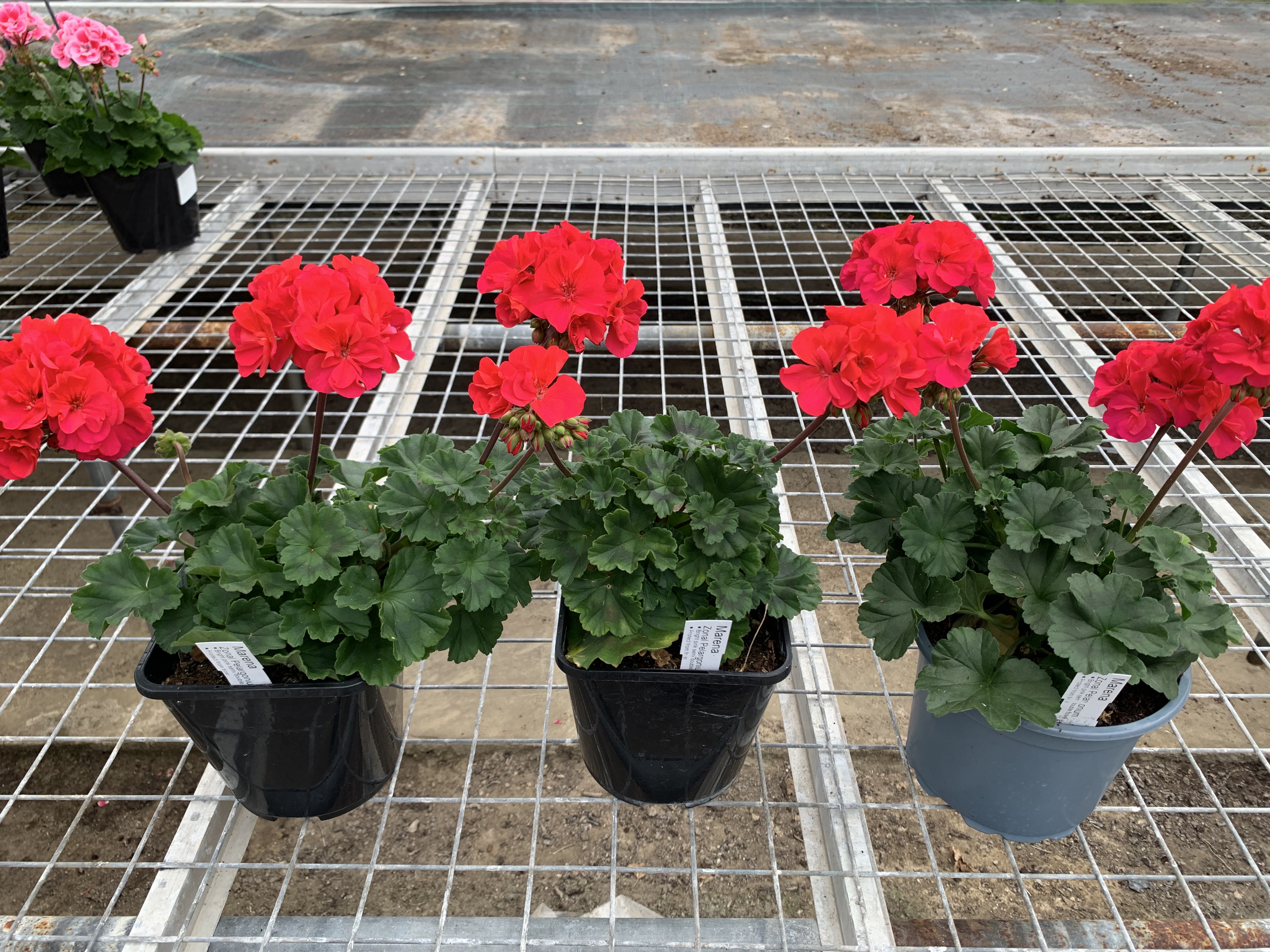 The Pelargonium on the right is in the Nursery Peat mix Fed on Normal feed cycle this is the same order for all 3 pictures.