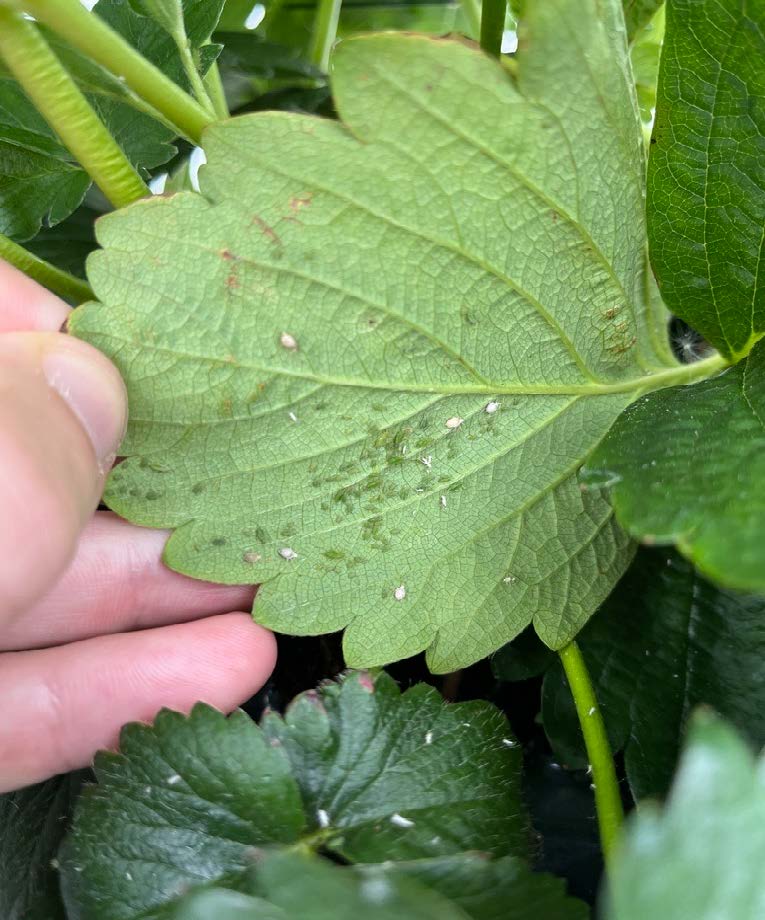 Presentation: The Holistic Approach to Plant Pest Management