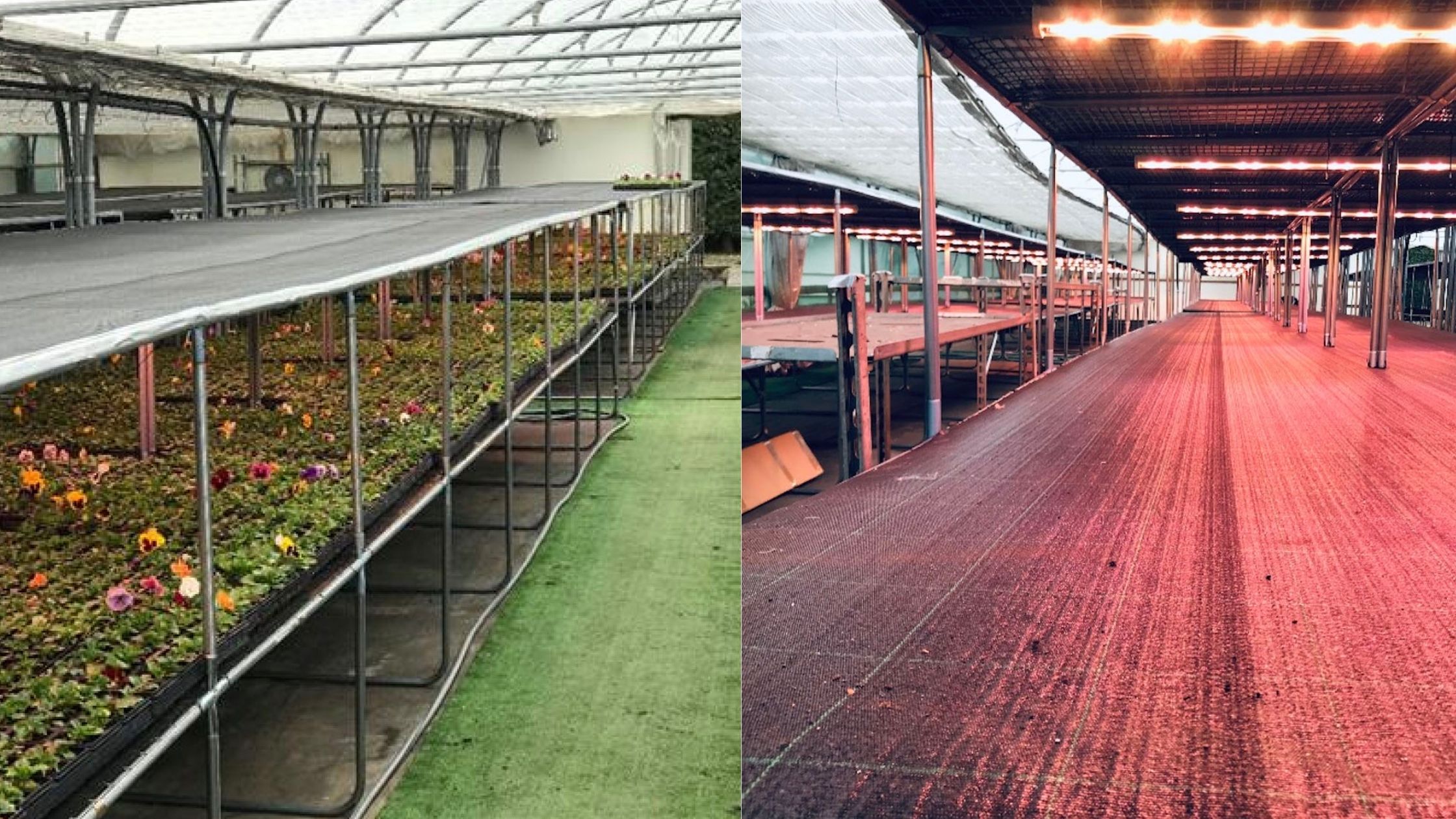 Maytree lighting and benching