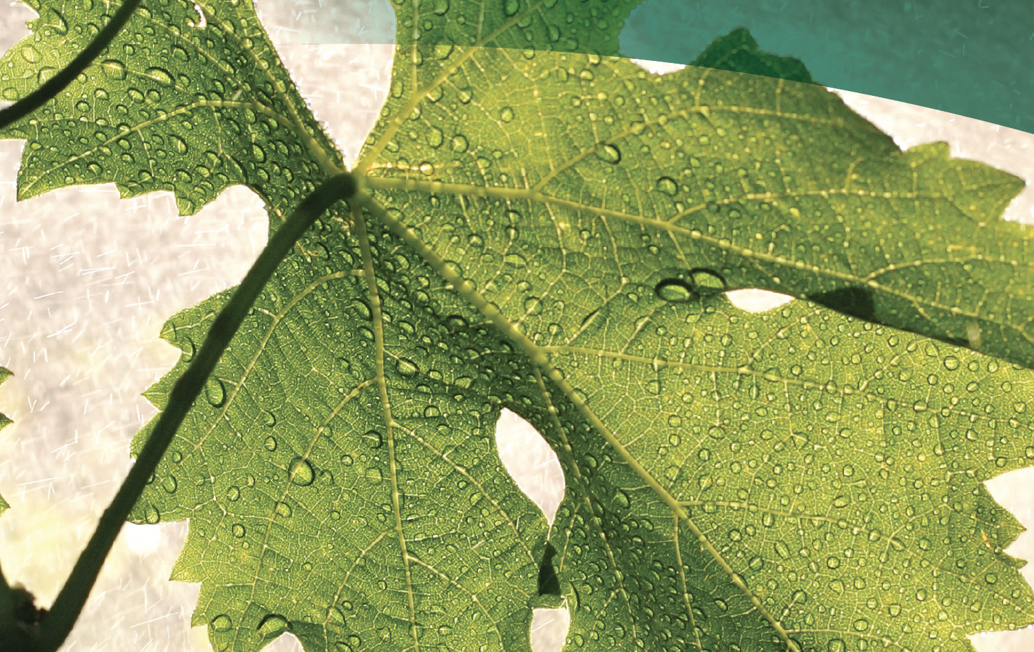 Triad: Natural resilience through targeted nutrition