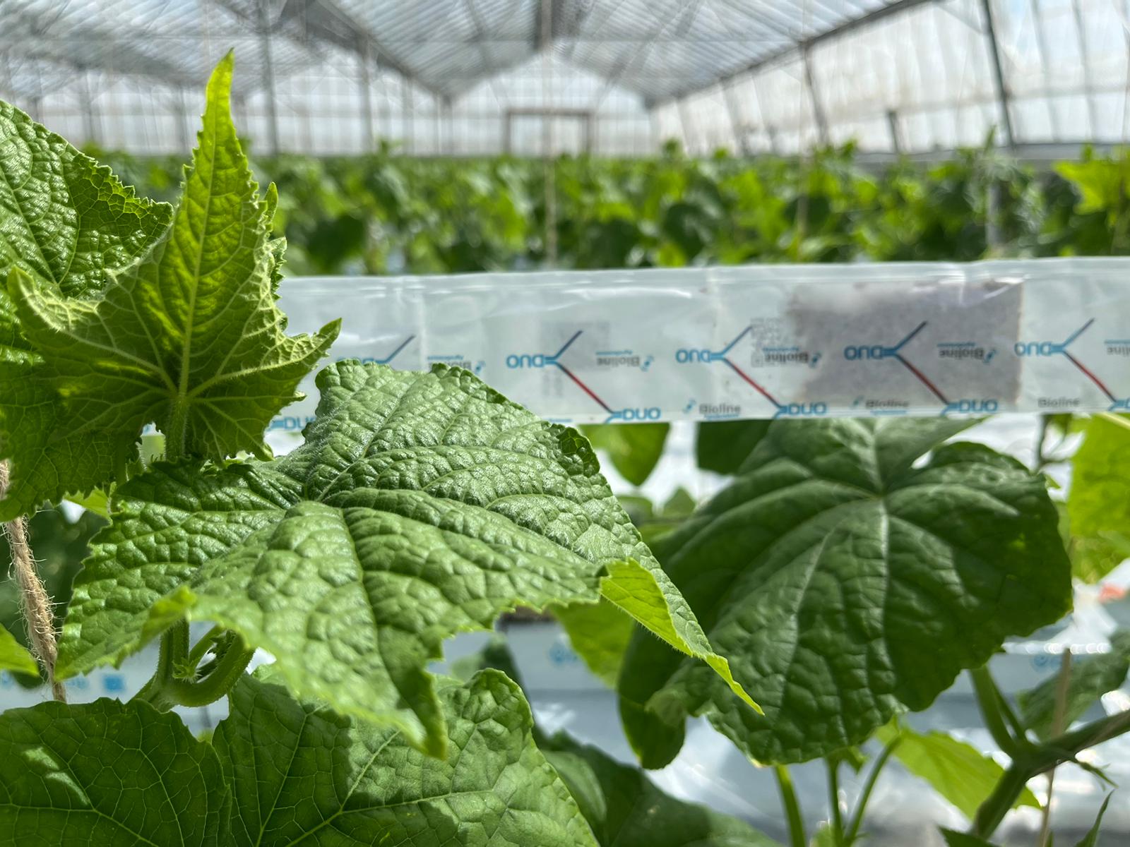 Achieve dual protection in one application with the new DUO range