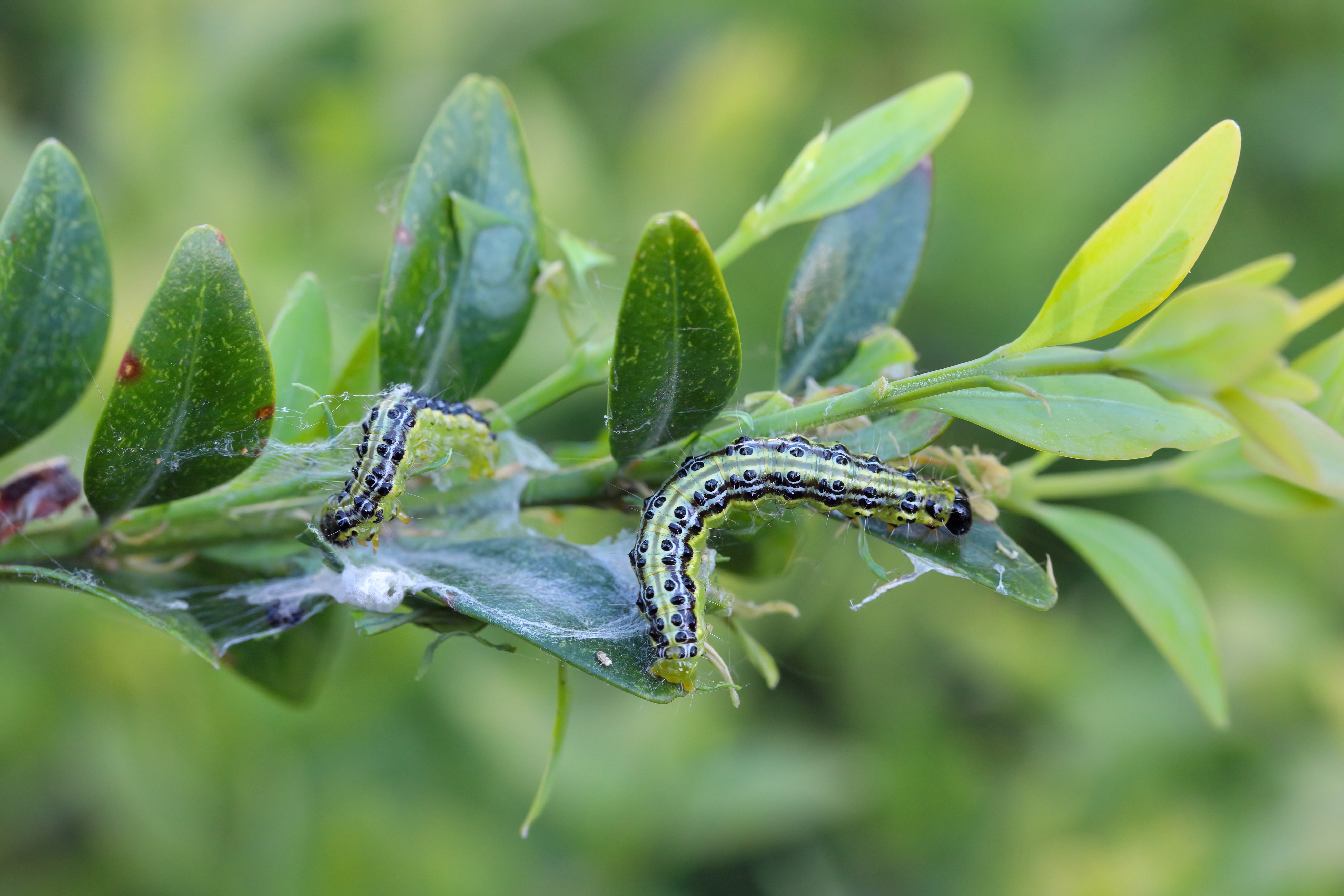 Shutterstock 2304088661