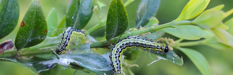 Shutterstock 2304088661