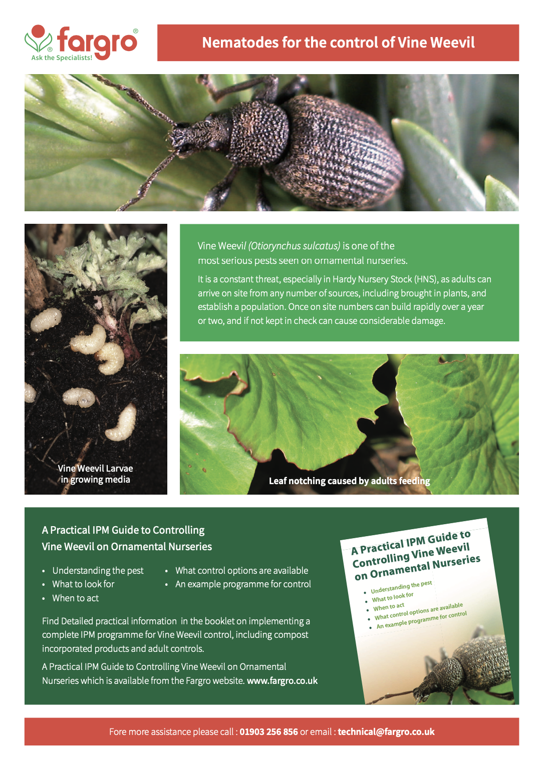 Nematodes for the Control of Vine Weevil