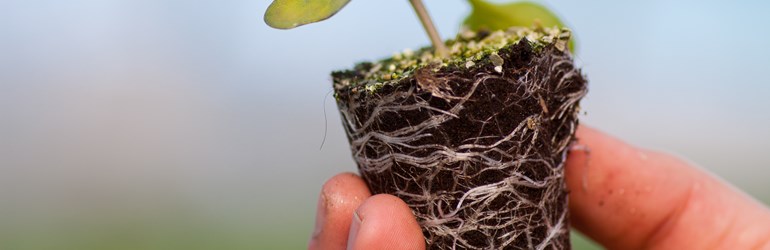 Shutterstock 1102959410 (1)