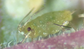 Take back control of your plants from aphids with the tactical use of biologicals