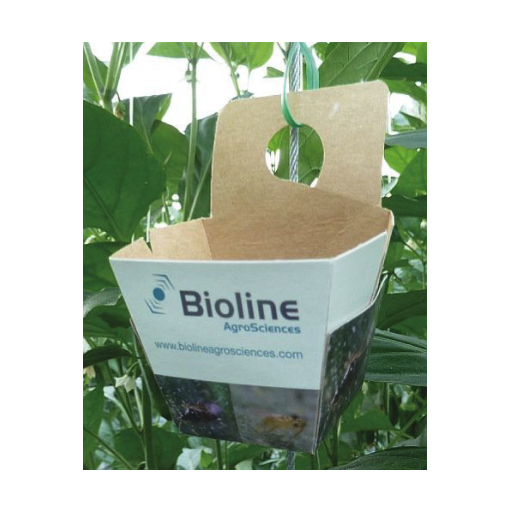 Universal Release Box x50