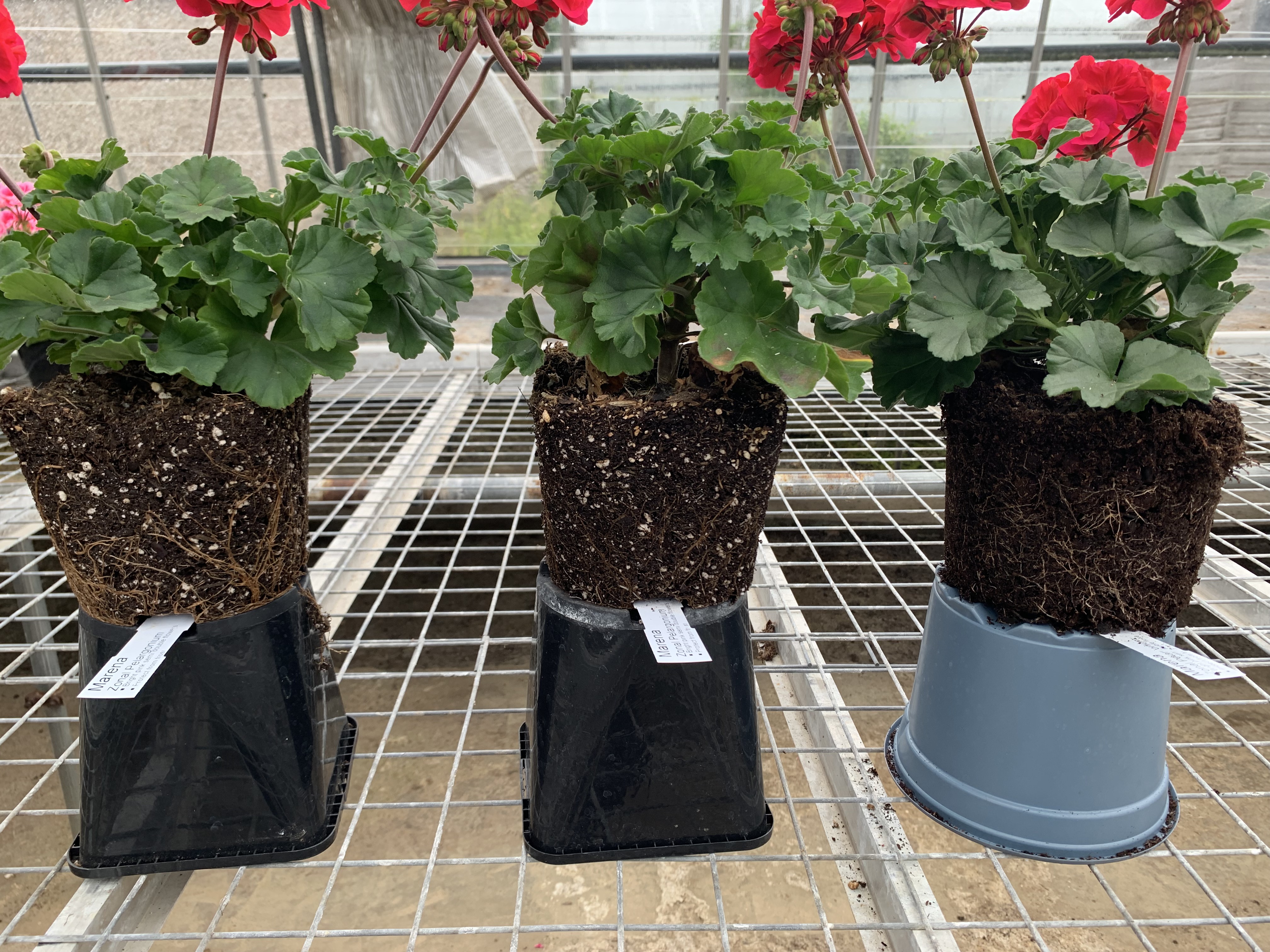Cramden Nursery peat-free trial