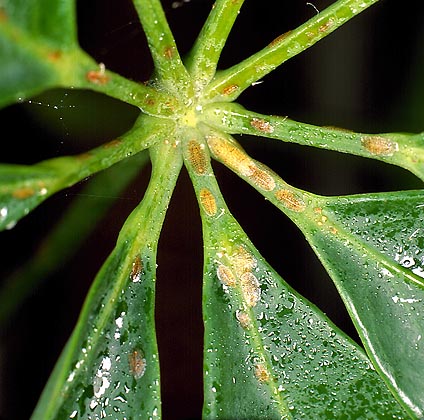 Scale (Coccus Hesperidum) (88778)