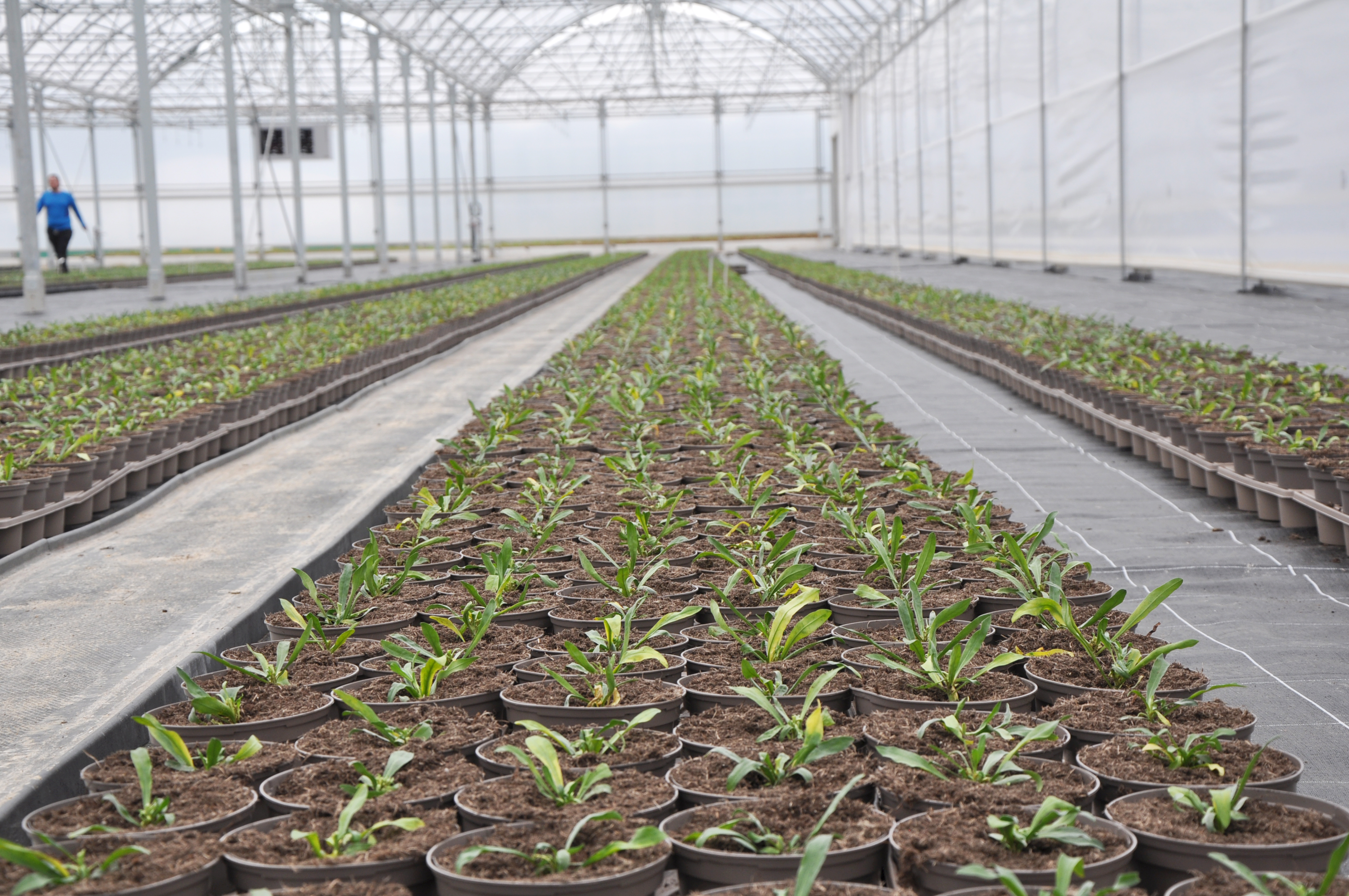 Fleurie Nursery ground cover and capillary matting