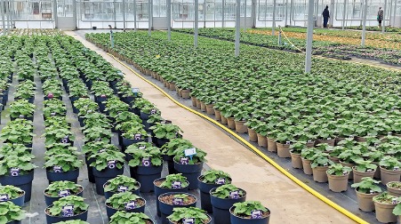 Why soil testing is essential for growing peat-free plants