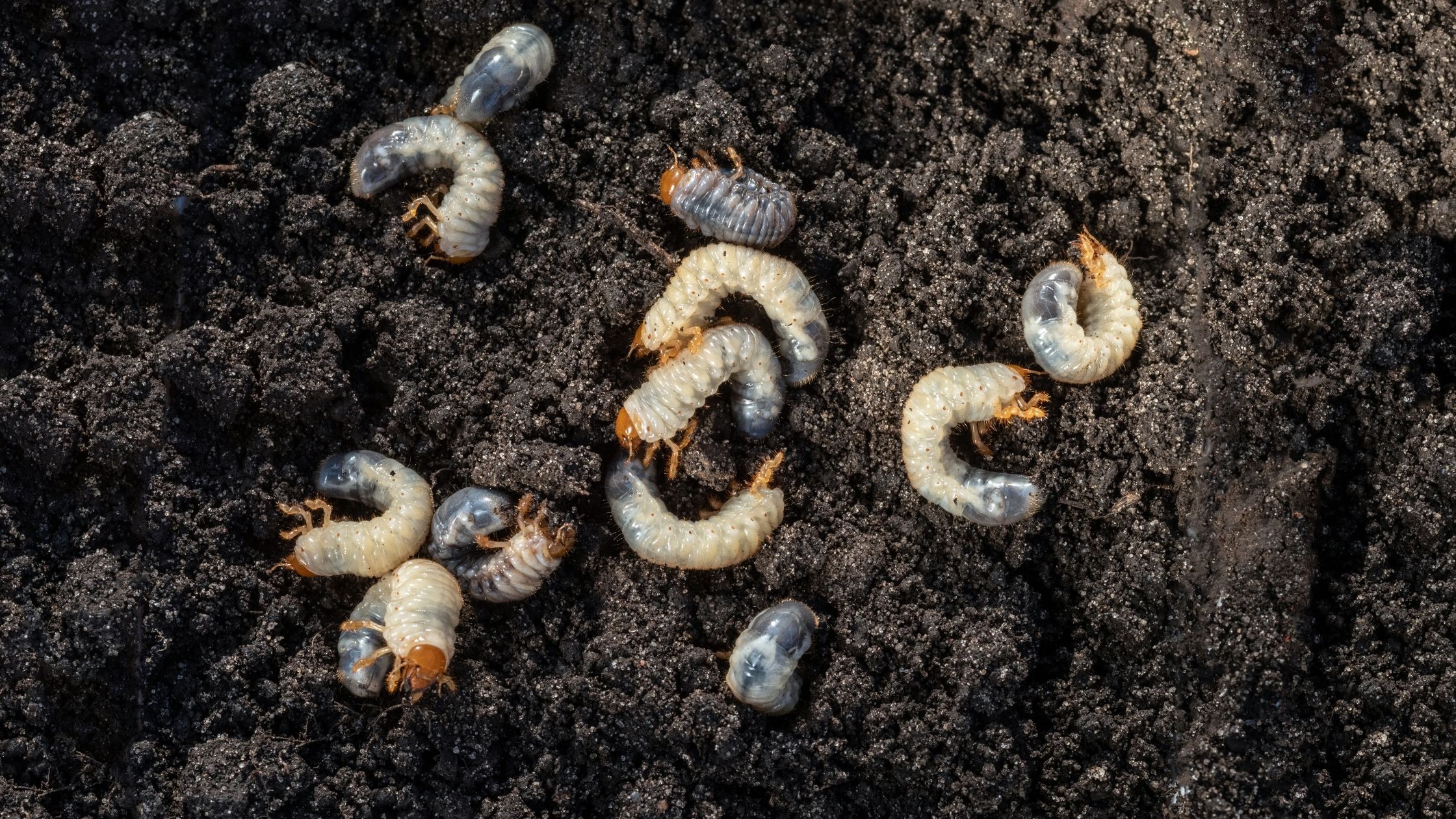 Chafer Grub