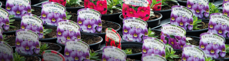 Natural & effective Foliar Disease Control Programme for protected ornamental crops