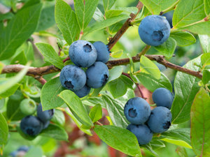 Met52 Granular for vine weevil control is available again