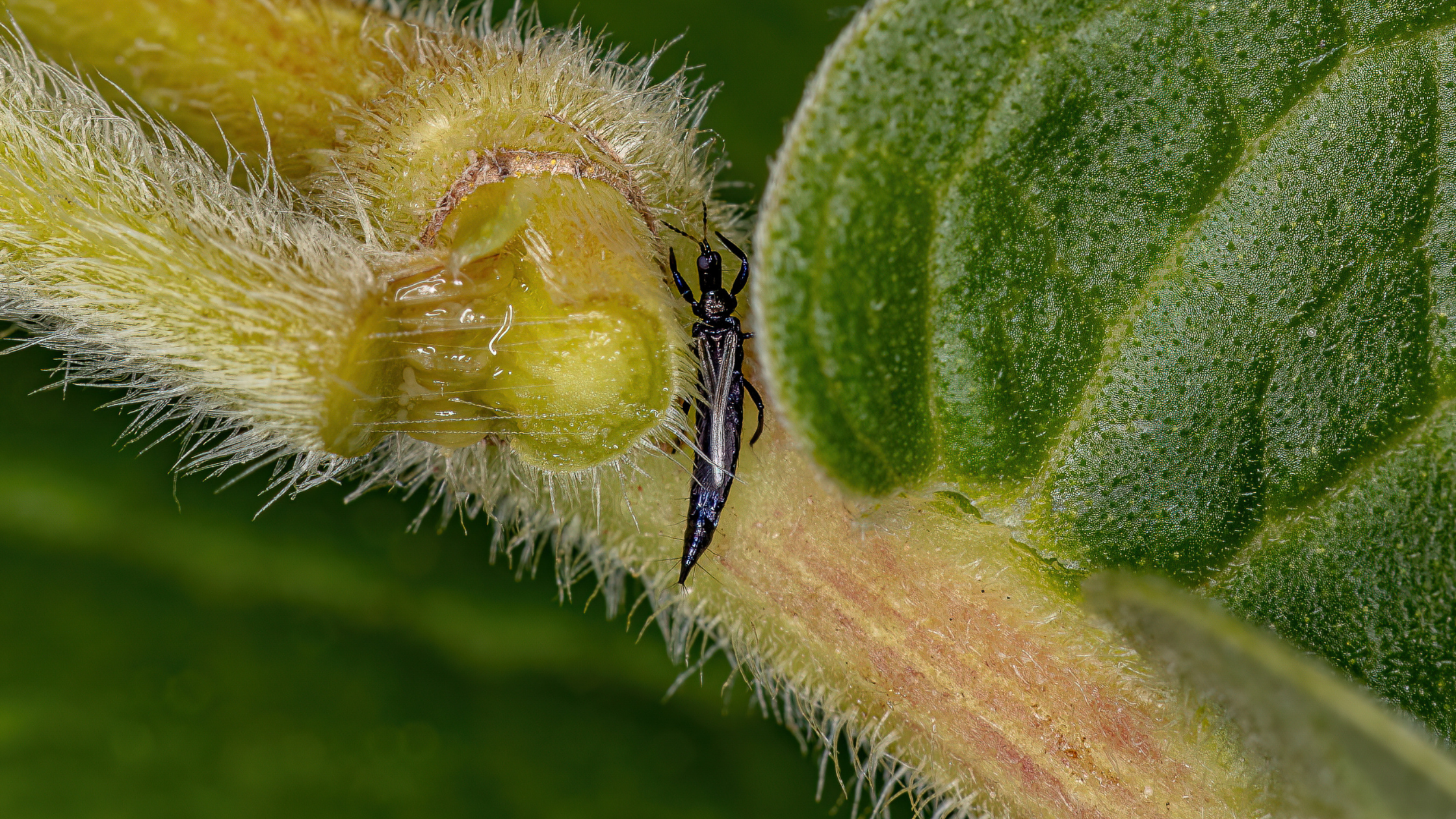 Thrips