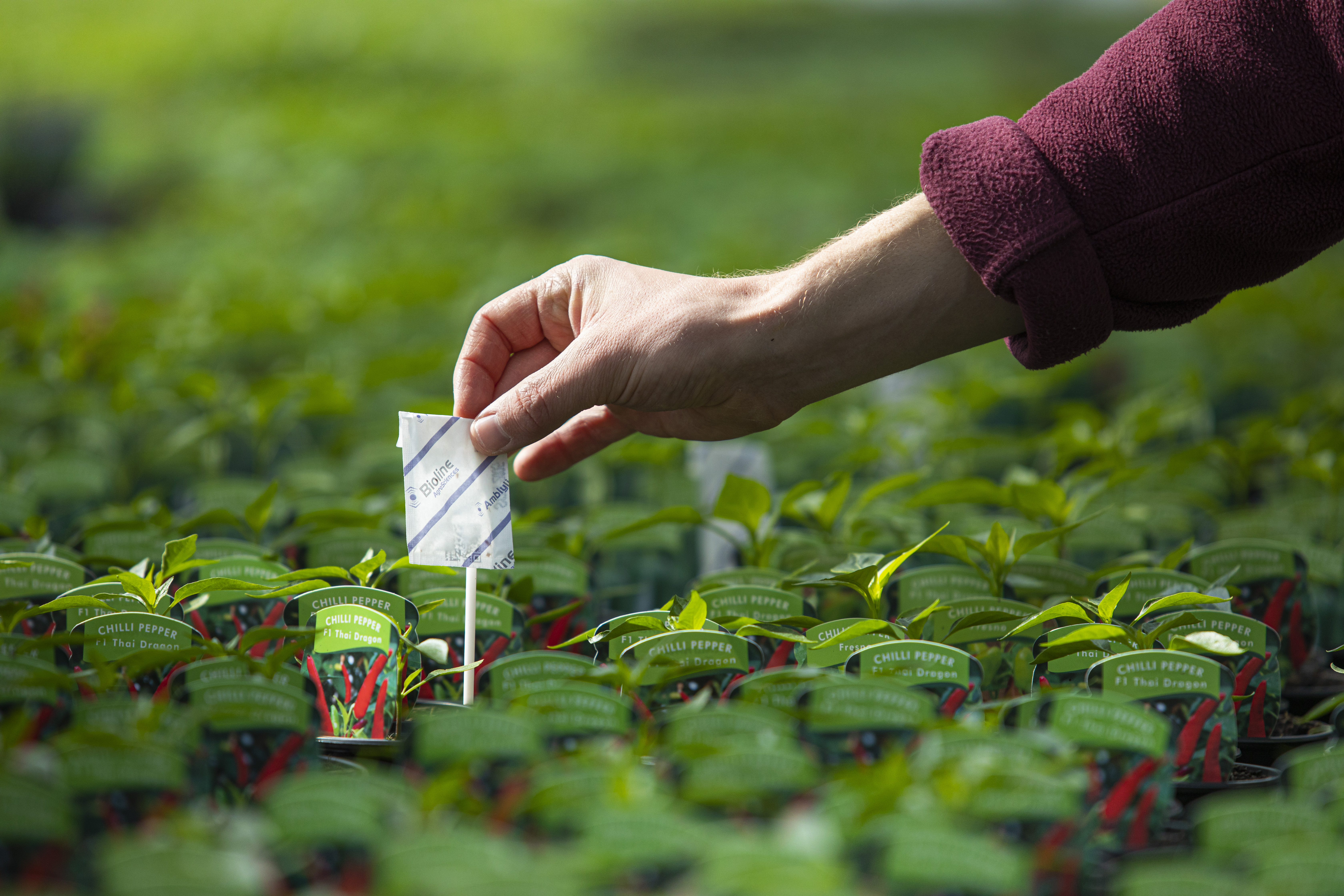 Pest controls for peat-free growing