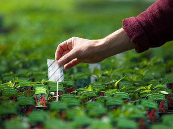 Pest controls for peat-free growing