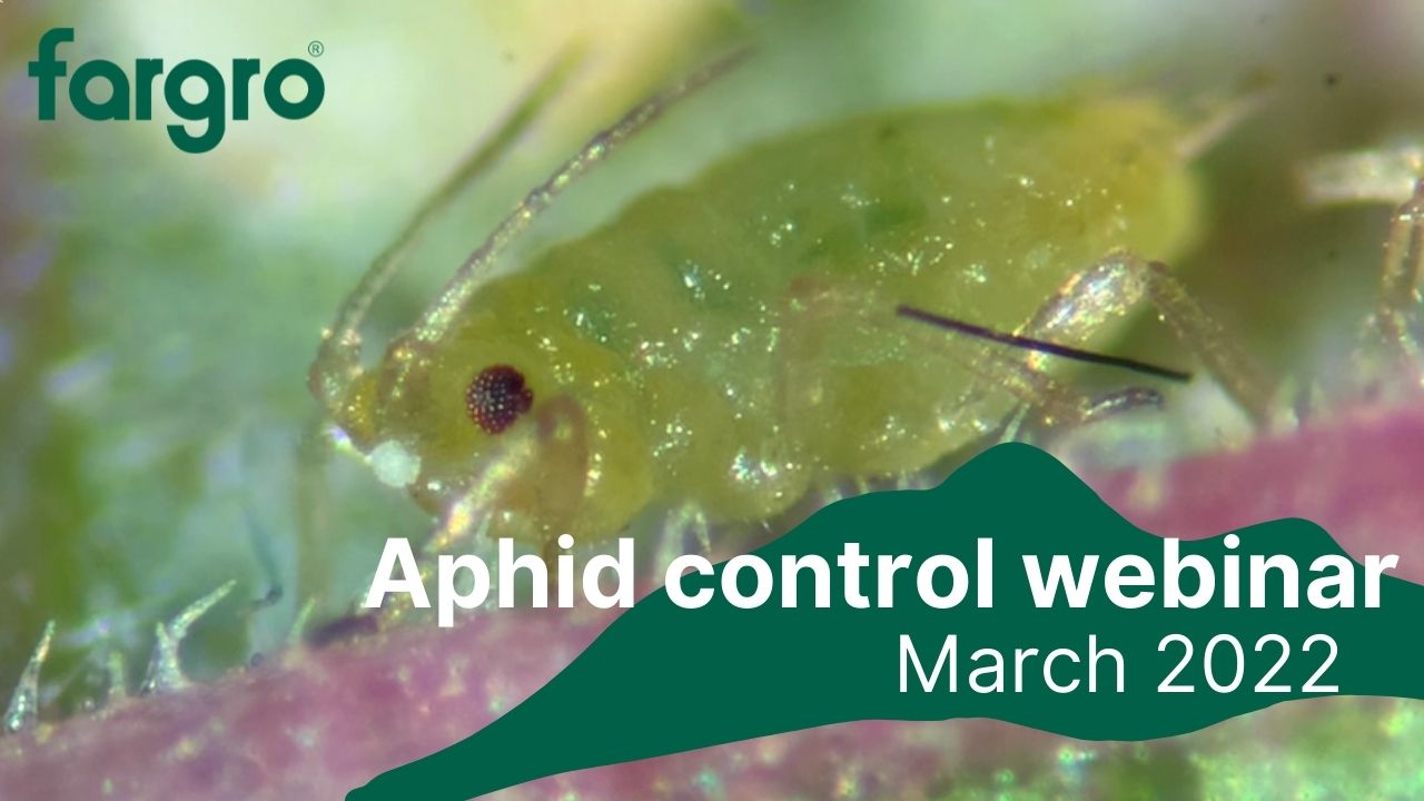 Aphid identification with Technical Specialist, Chris Dart