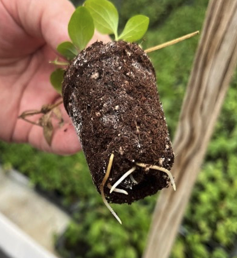 Presentation: The Holistic Approach to Substrates and Nutrition