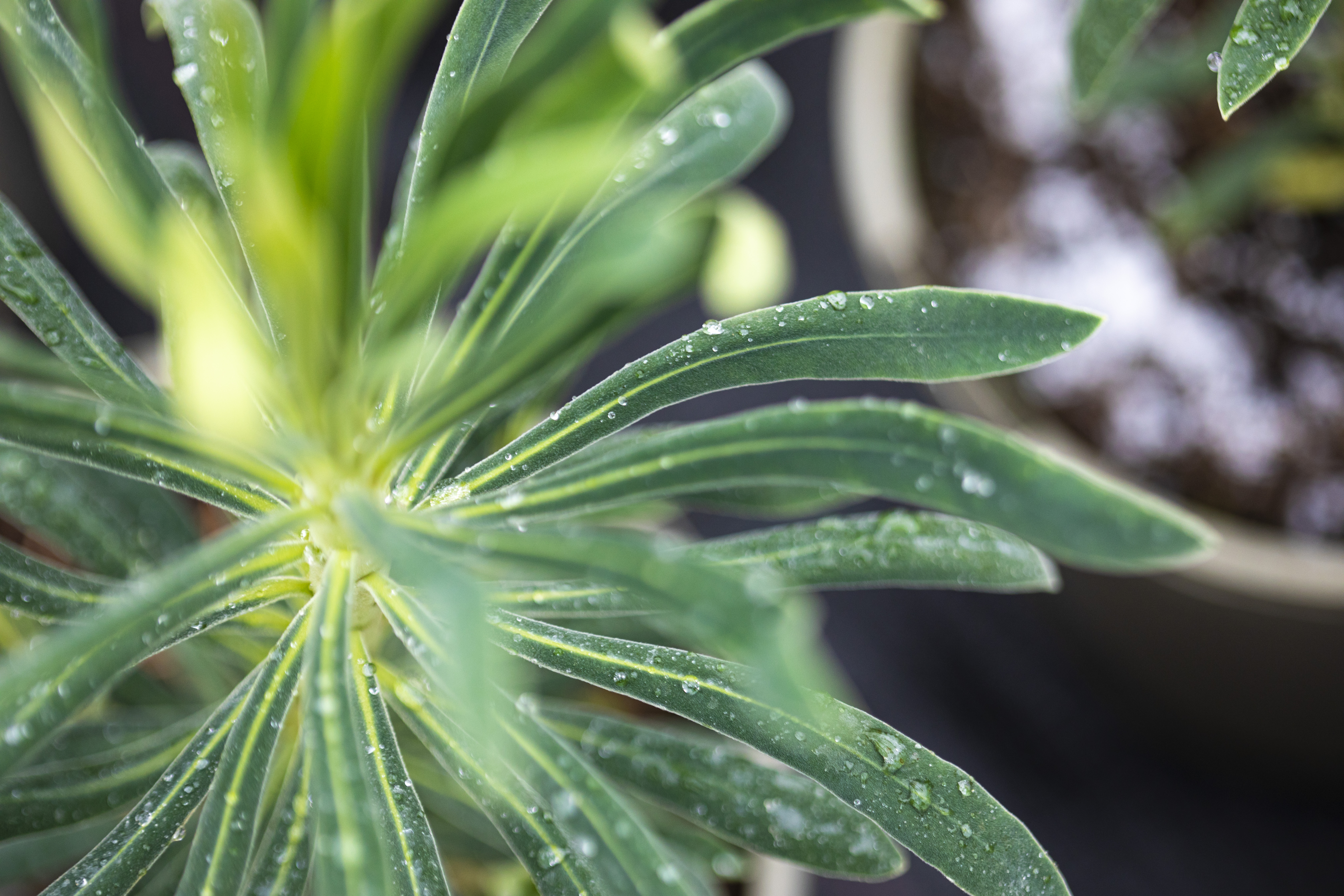 Poisons & Explosive Precursor regulations, 1st October 2023