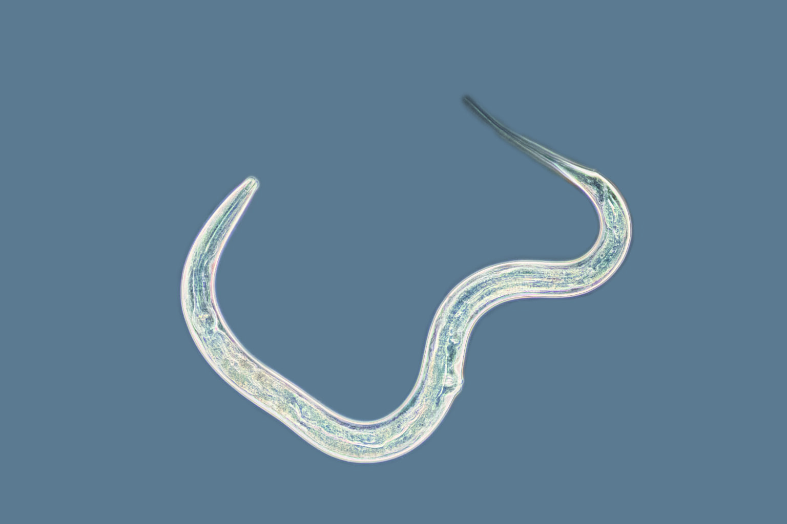 Prevent slug damage with our new nematode product - Exhibitline Ph