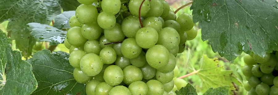 Grapes1 97048Adc2601fb58