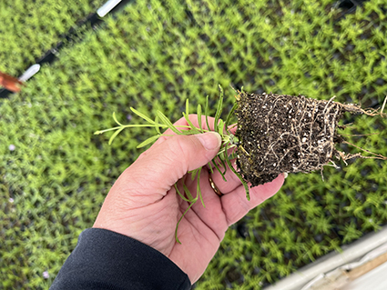 Visit the Holistic Growing Hub